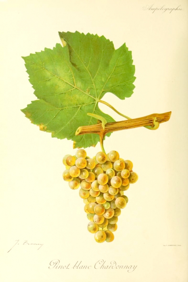 Champagne BOUCANT Emmanuel -  Champagne BOUCANT Emmanuel -
