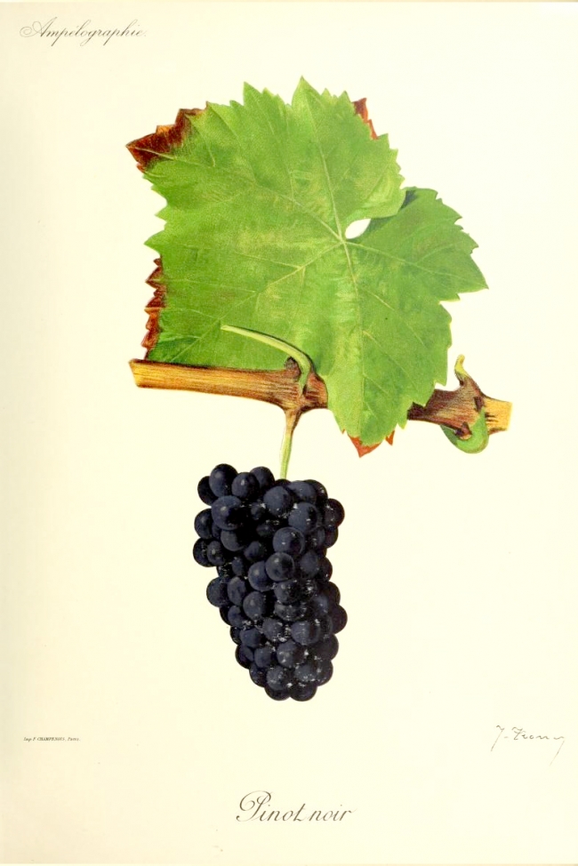 Champagne BOUCANT Emmanuel -  Champagne BOUCANT Emmanuel -