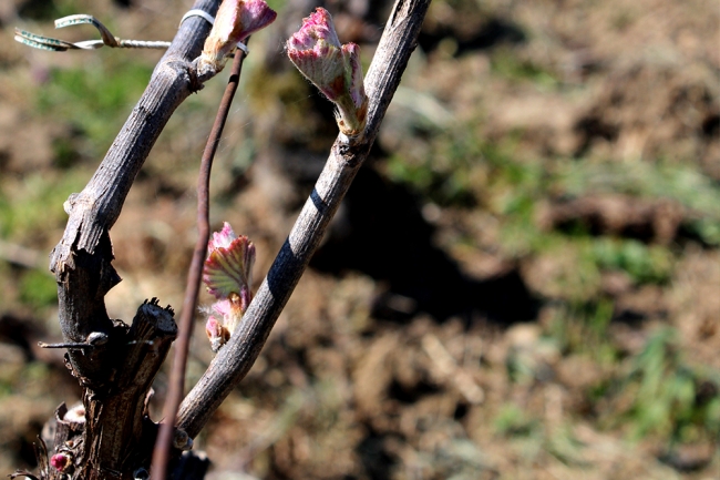 Champagne BOUCANT Emmanuel - 