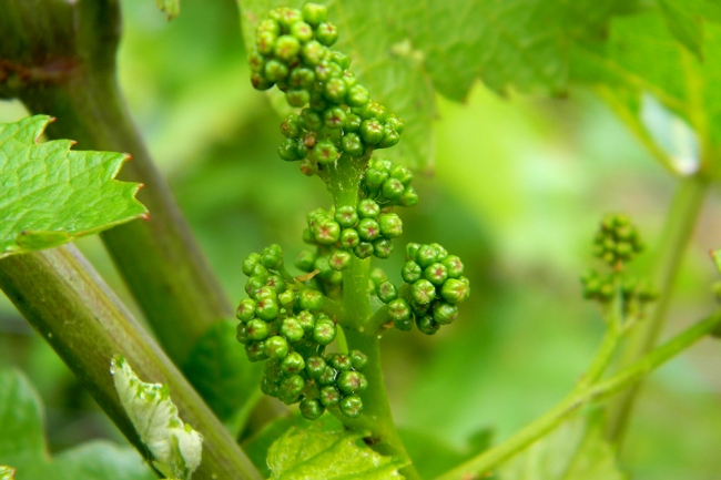 Champagne BOUCANT Emmanuel - 