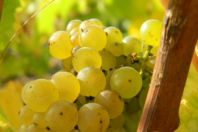 Champagne BOUCANT Emmanuel - 