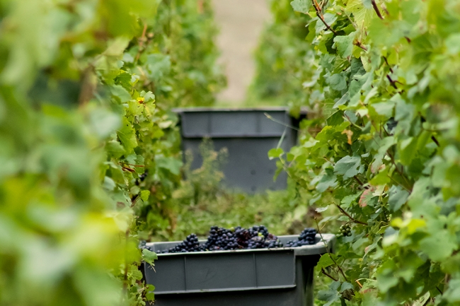 Champagne BOUCANT Emmanuel - 