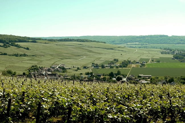 Champagne BOUCANT Emmanuel -  Champagne BOUCANT Emmanuel -